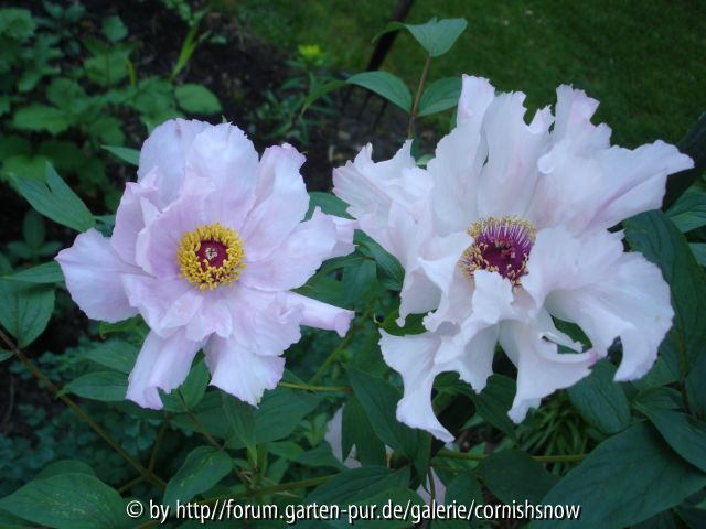 Paeonia ostii I