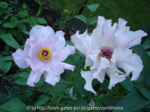 Paeonia ostii I