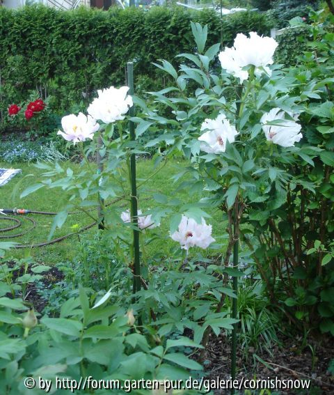 Paeonia ostii II
