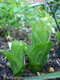 Veratrum californicum