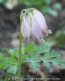 Dicentra 'Aurora' Sämling