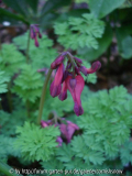 Dicentra 'Candy Heart'