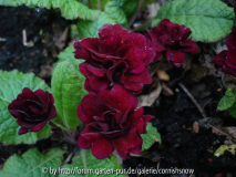 Primula vulgaris weinrot-gefüllt