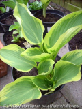 Hosta Band of Gold