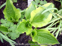 Hosta Groundmaster