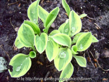 Hosta Cherish