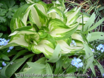 Hosta unbekannt