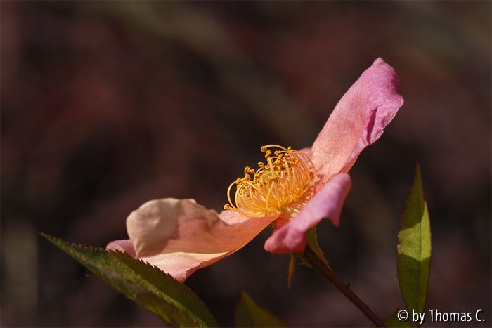 Mutabilis vor Acer