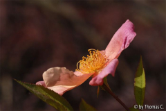 Mutabilis vor Acer