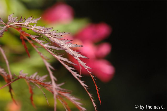 Acer vor Mutabilis