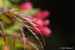 Acer vor Mutabilis