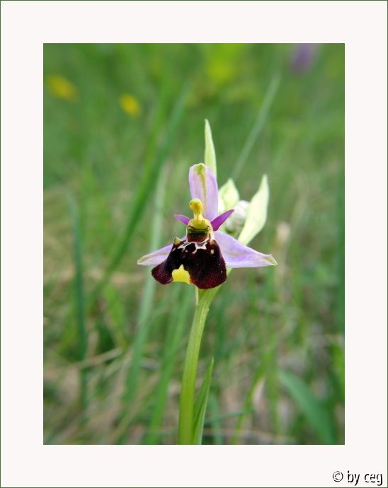 Bienen-Ragwurz (Ophrys apifera)