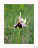 Bienen-Ragwurz (Ophrys apifera)