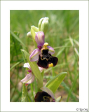 Hummel-Ragwurz (Ophrys holoserica)