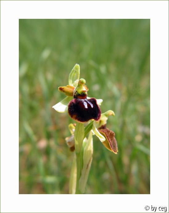 Spinnen-Ragwurz (Ophrys sphegodes)