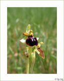 Spinnen-Ragwurz (Ophrys sphegodes)