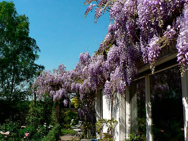 Wisteria