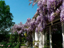 Wisteria