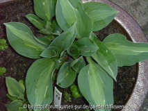 Hosta Kiwi Full Monty