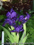 Iris pumila Violapurpurea
