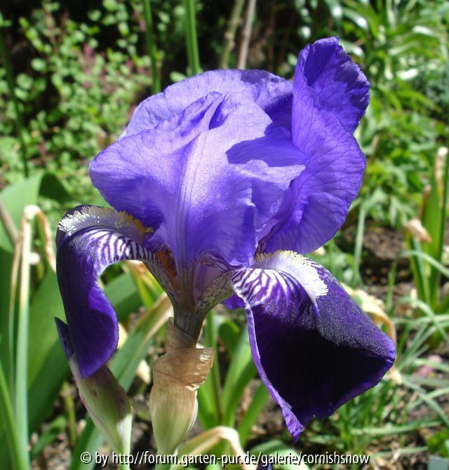 Iris x barbata unbekannt
