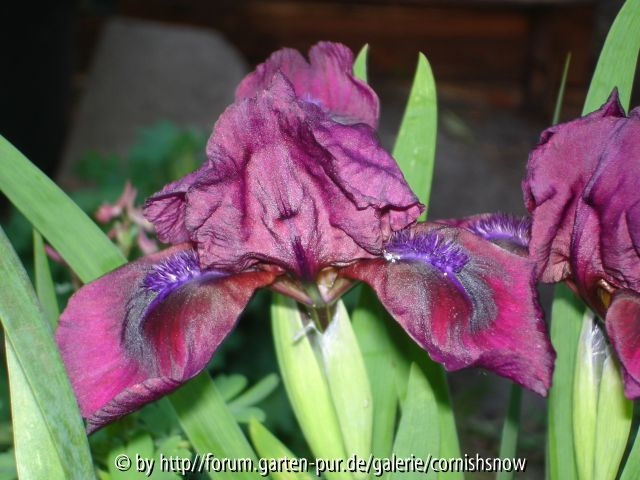 Iris x barbata nana unbekannt