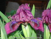 Iris x barbata nana unbekannt