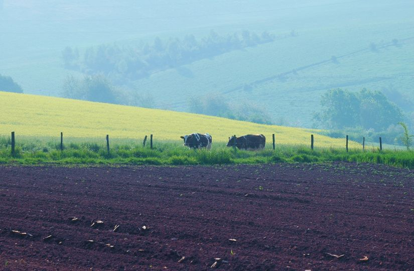 Feldansichten 1