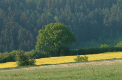 Feldansichten 2