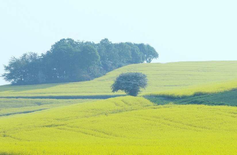 Feldansichten 3