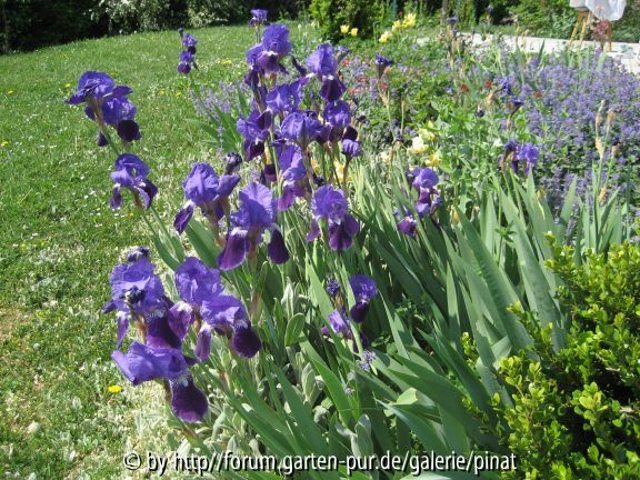 unbekannte Iris barbata