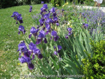 unbekannte Iris barbata