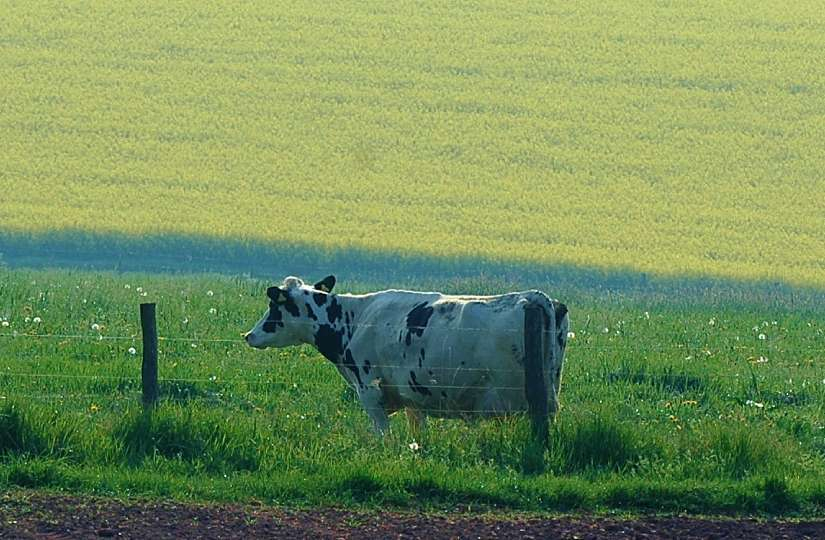Kühe 1