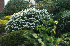 Garten Grün-weiss 1