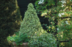 Garten Grün-weiss 2