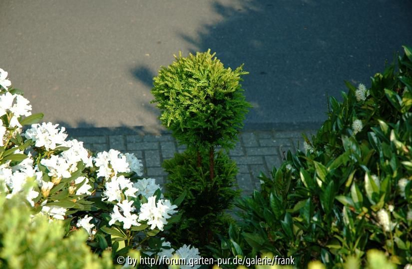 Garten Grün-weiss 3