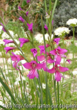 gladiolus illyricus & allium subvillosum