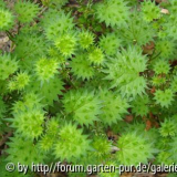 Urtica bianorii.jpg