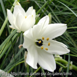 ornithogalum arabicum.jpg