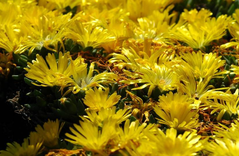 Mittagsblumen