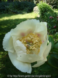 Saxdorf_DSC02928jpg.jpg