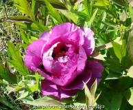 Saxdorf_DSC02932jpg.jpg