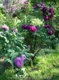 Saxdorf_DSC02936jpg.jpg