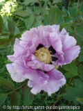Saxdorf_DSC02938jpg.jpg
