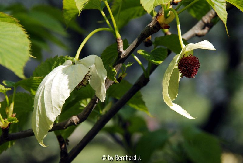Davidia involucrata var. vilmoriniana - 2 Blüten