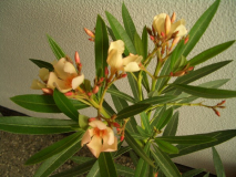 Oleander.jpg
