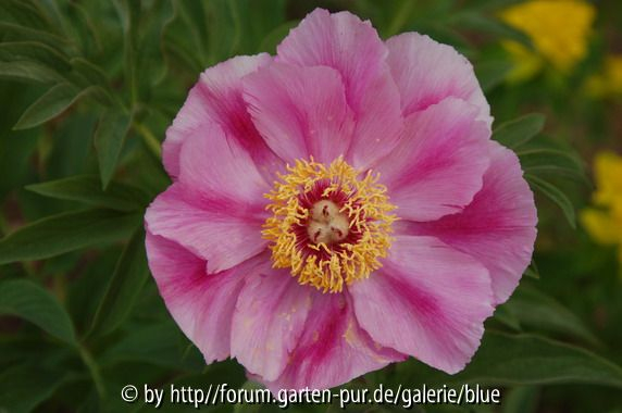 nochmal die Päonienblüte: weiter aufgeblüht