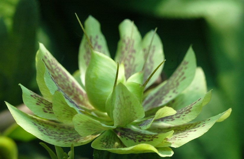 Helleborus 1
