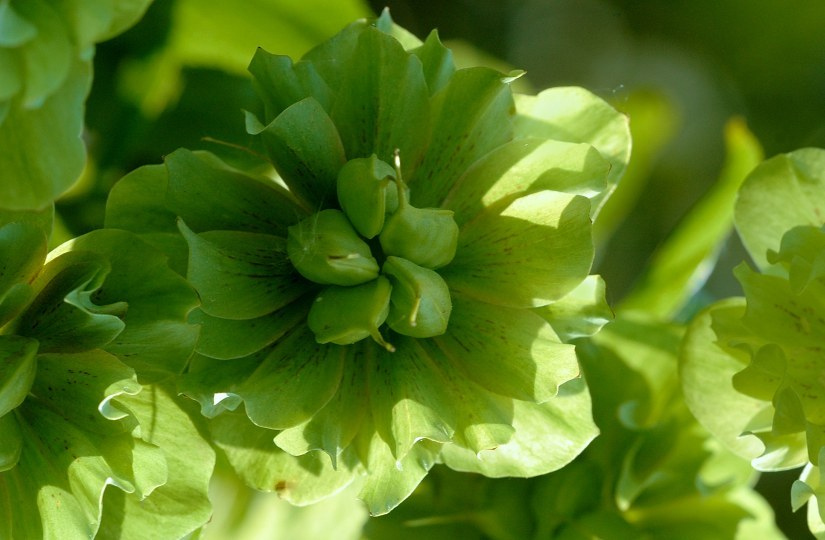 Helleborus 3