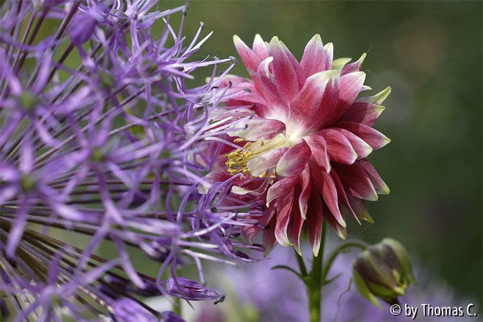 Akelallium 1